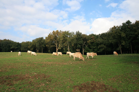 azienda-agricola-il-merangolo-montebuono-1