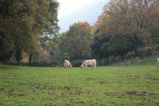 azienda-agricola-il-merangolo-montebuono-11