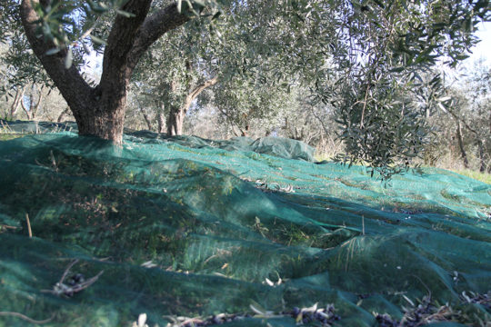 azienda-agricola-il-merangolo-montebuono-12