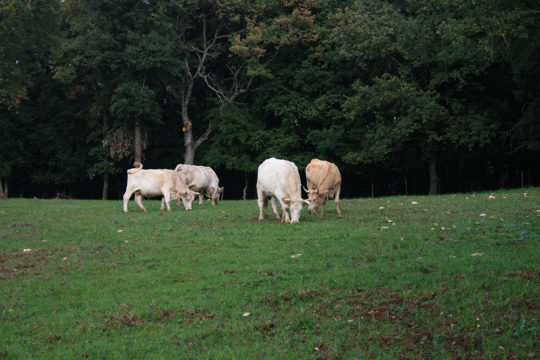 azienda-agricola-il-merangolo-montebuono-14