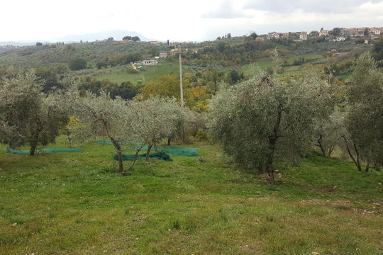 azienda-agricola-il-merangolo-montebuono-2