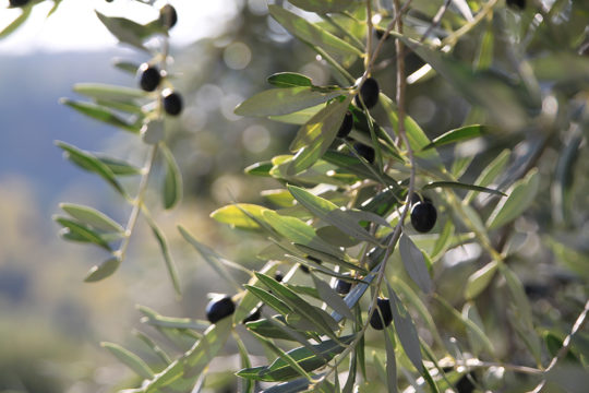 azienda-agricola-il-merangolo-montebuono-4